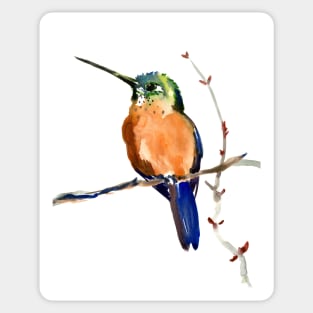 Cinnamon Hummingbird Sticker